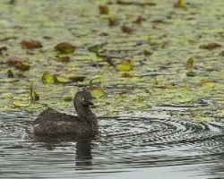 Tachybaptus dominicus