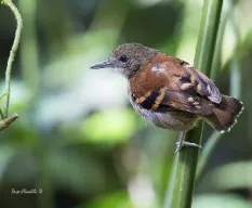 Hylophylax naevioides