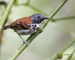 Hylophylax naevioides