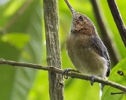 Ramphocaenus melanurus