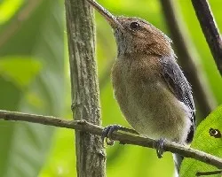 Ramphocaenus melanurus