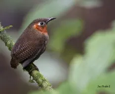 Cyphorhinus phaeocephalus