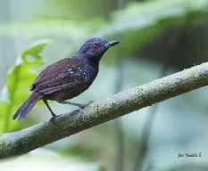 Myrmeciza laemosticta