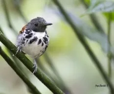 Myrmeciza laemosticta