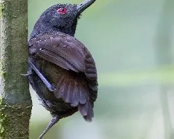 Myrmeciza laemosticta