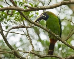 Aulacorhynchus prasinus