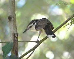 Campylorhynchus griseus