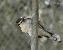 Campylorhynchus griseus