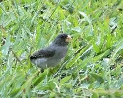 Sporophila intermedia