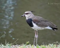Vanellus chilensis