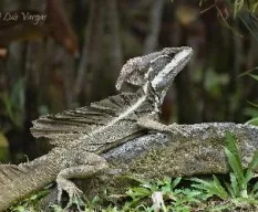 Basiliscus basiliscus