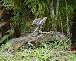 Basiliscus basiliscus