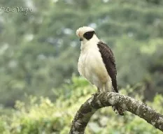 Herpetotheres cachinnans