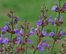 Salvia