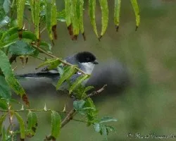 Poospiza melanoleuca