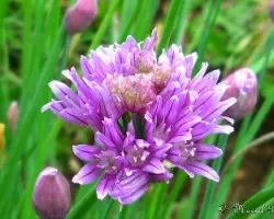 Allium schoenoprasum