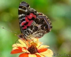 Re: reto del mes: insectos