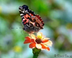 Re: reto del mes: insectos