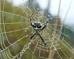 Re: reto del mes: insectos