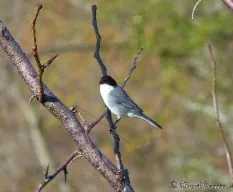 Poospiza melanoleuca