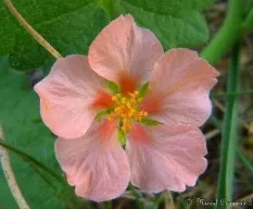 Krapovickasia flavescens