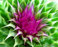 Flor de cardo silvestre