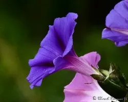 Ipomoea purpurea