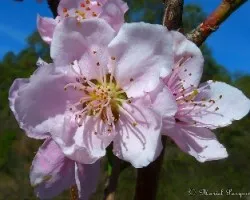 Prunus persica