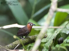 Cyphorhinus phaeocephalus