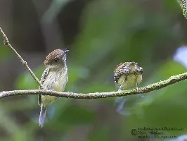 Lophotriccus pileatus
