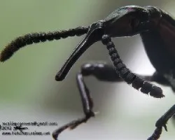 Brentidae: brentinae