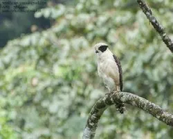 Herpetotheres cachinnans