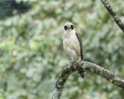 Herpetotheres cachinnans