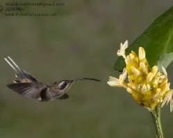 Phaethornis longirostris