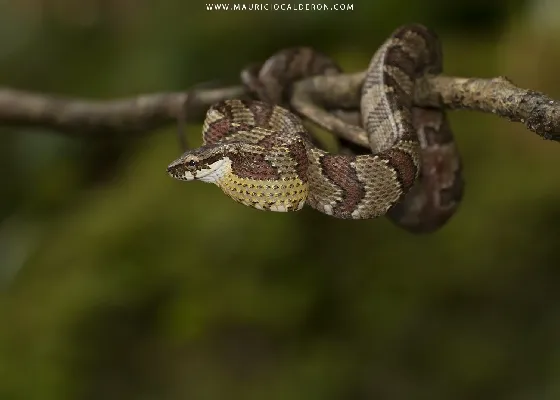 Prynornax poecilonotus