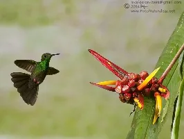 Chalybura urochrysia
