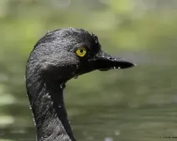 Tachybaptus dominicus