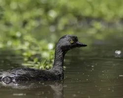 Tachybaptus dominicus