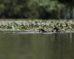 Tachybaptus dominicus