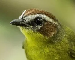 Basileuterus rufifrons