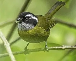 Chlorospingus pileatus
