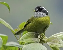Chlorospingus pileatus