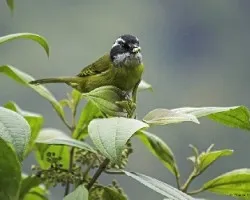 Chlorospingus pileatus