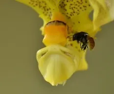 Stanhopea wardii y abeja Eulaema