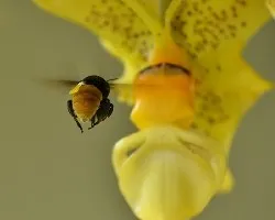 Stanhopea wardii y abeja Eulaema