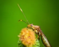 Insecto que no tengo identificado