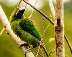 Aulacorhynchus prasinus