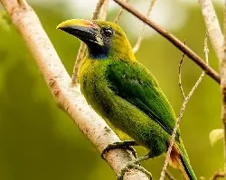 Aulacorhynchus prasinus