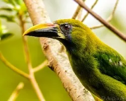 Aulacorhynchus prasinus