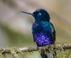 Boissonneaua jardini